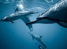 足球直播-巴克利怒批哈登球霸行为：乔丹詹姆斯从未滥用特权